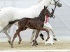 foal by J'adore Noir K (Westphalian, 2024, from Jaguar van de Berghoeve)