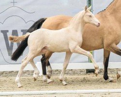 Fohlen von Golden Legacy (Deutsches Reitpony, 2024, von Golden Grey NRW)