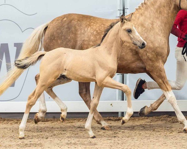 foal by Choclate Chip (German Riding Pony, 2024, from Cosmopolitan NRW)