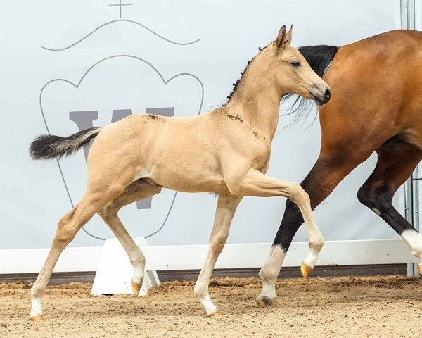 foal by Golden Kairos PK (Little German Riding Horse, 2024, from Gold Garant)