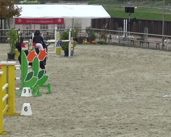 Reitturnier Achern 2024