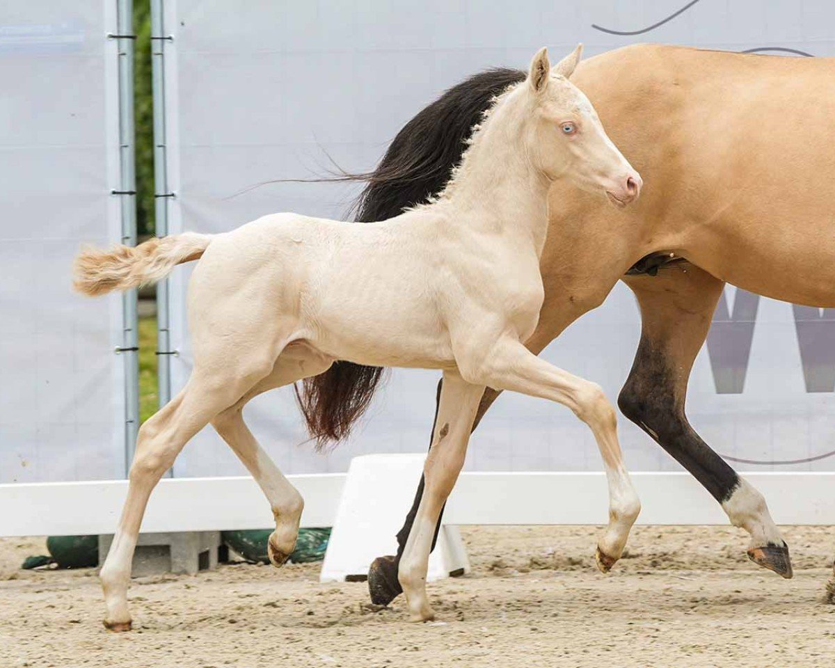 Dressurpferd Grappy Gold F (Deutsches Reitpony, 2024, von Golden Daim F)