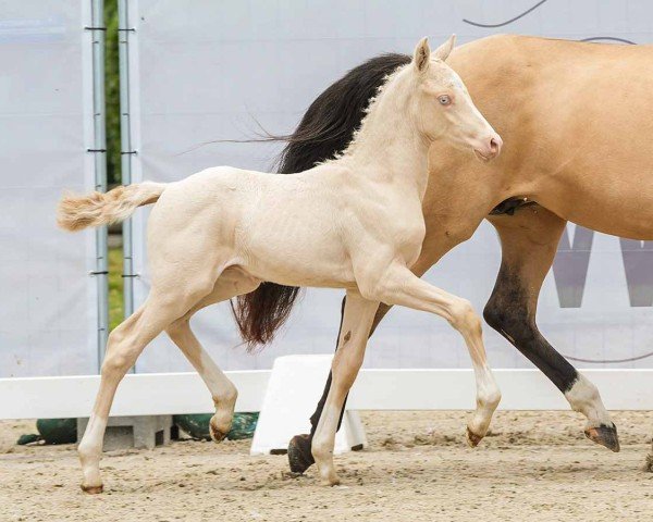 Fohlen von Grappy Gold F (Deutsches Reitpony, 2024, von Golden Daim F)