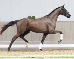 dressage horse Soranja (Hanoverian, 2021, from So Perfect)