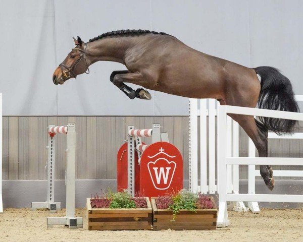 jumper Remme (KWPN (Royal Dutch Sporthorse), 2021, from Levi VDL)