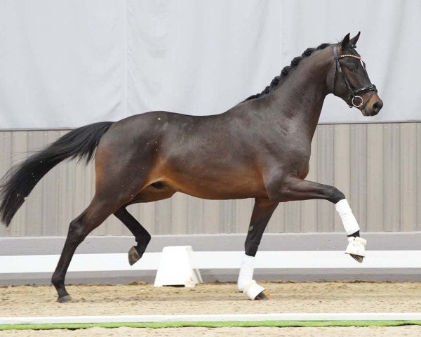 dressage horse Hey Jude (German Horse, 2021, from Louis Vuitton)