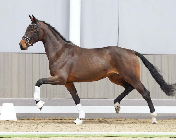 dressage horse Taurina MB (Westphalian, 2021, from Taurus)