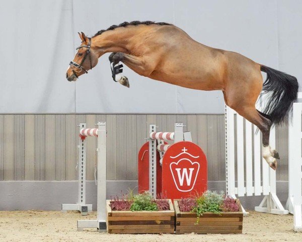 Springpferd Rezebel (KWPN (Niederländisches Warmblut), 2021, von Levi VDL)