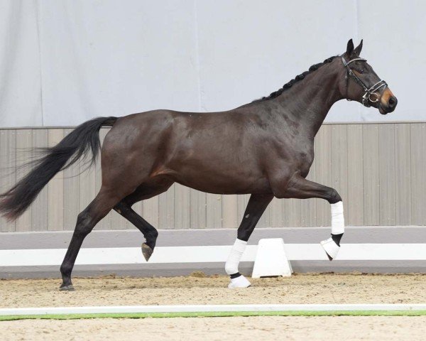 dressage horse Freudentänzerin (Westphalian, 2021, from Fürst Samarant)