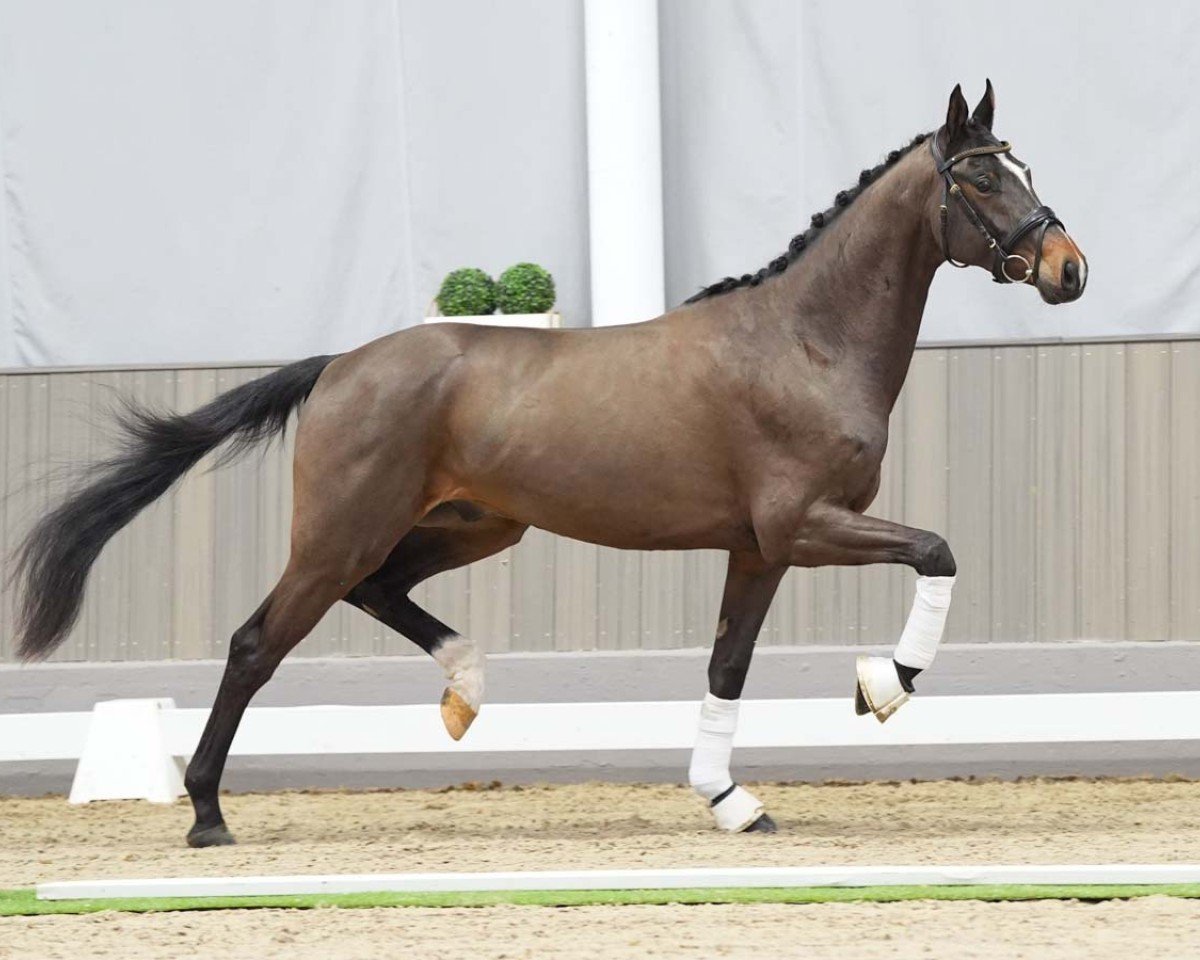 dressage horse Sazou (Westphalian, 2021, from Selectric)