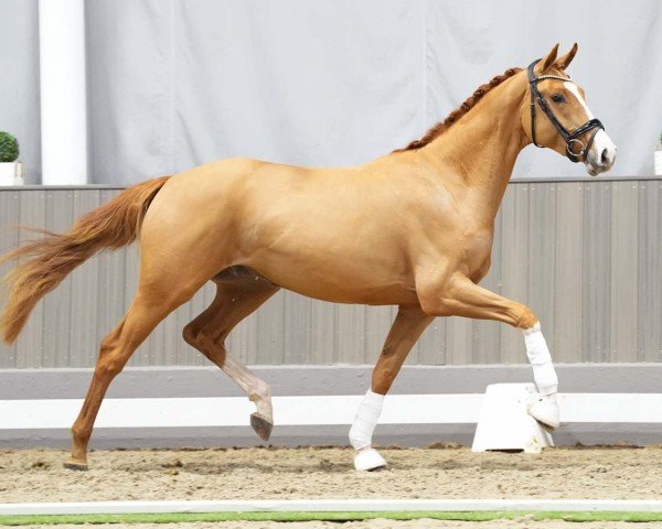 dressage horse Zawell (Westphalian, 2021, from Zoom)