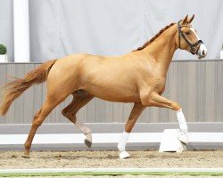 dressage horse Zawell (Westphalian, 2021, from Zoom 8)