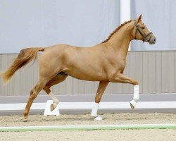 dressage horse Frank Sinatra (Hanoverian, 2021, from Filou 2146)