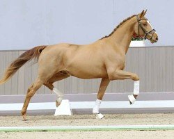 dressage horse Francesco B (Westphalian, 2021, from Franziskus FRH)