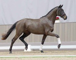 dressage horse Vive la Vida (Oldenburg, 2021, from Vaderland OLD)