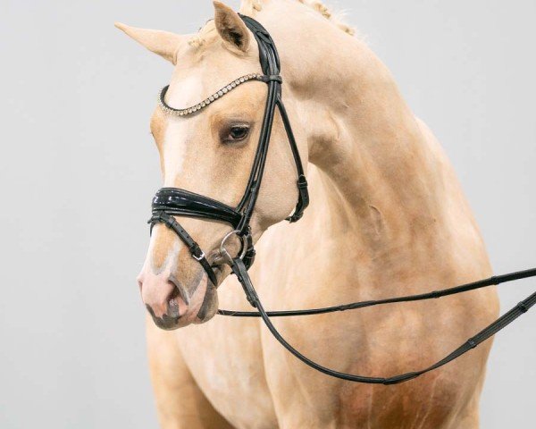 dressage horse Diamond Style (German Riding Pony, 2021, from Dating AT NRW)