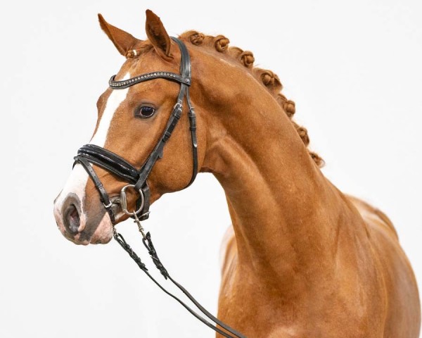 dressage horse Day Dreamer (German Riding Pony, 2021, from Dreidimensional AT NRW)