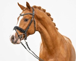 Pferd Day Dreamer (Deutsches Reitpony, 2021, von Dreidimensional AT NRW)