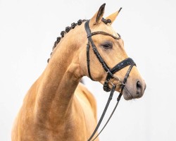 dressage horse Grand Cru K (German Riding Pony, 2021, from Genesis BL)