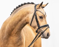 dressage horse Gucci K (German Riding Pony, 2021, from Genesis BL)