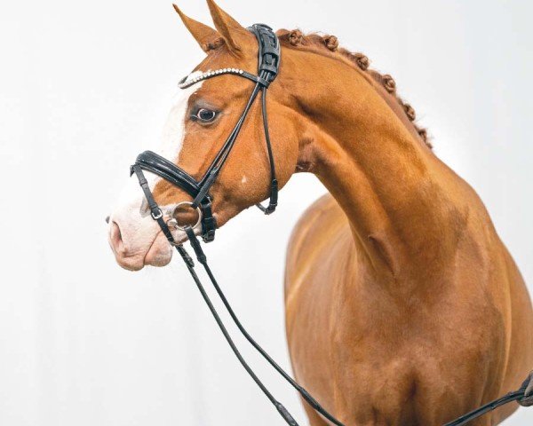 Dressurpferd Djohn Boy J (Deutsches Reitpony, 2021, von Djalisco J)