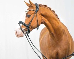 dressage horse Djohn Boy J (German Riding Pony, 2021, from Djalisco J)