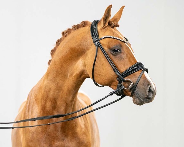 dressage horse Daxton AT (German Riding Pony, 2021, from Date de Luxe AT)