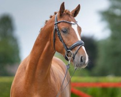 dressage horse Goldstück (German Riding Pony, 2021, from Gluckspilz Wf)