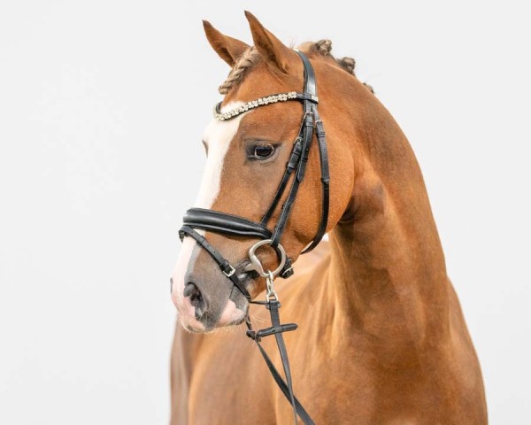 dressage horse Double Gold (German Riding Pony, 2021, from Double Jackpot)