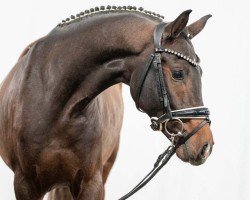 dressage horse Nonplusultra (German Riding Pony, 2021, from Fs Numero Uno)