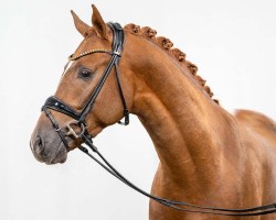 dressage horse Numa IT (German Riding Pony, 2021, from Fs Numero Uno)