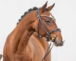 Pferd Nevio Scala B (Deutsches Reitpony, 2021, von Neverland WE)