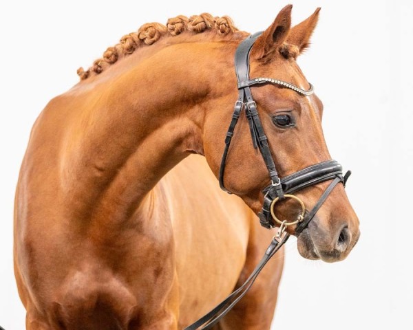 Pferd GS Grand Se´lect (Deutsches Reitpony, 2021, von FS Golden Highlight)