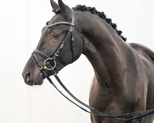 dressage horse Golden Eye (German Riding Pony, 2021, from Golden Grey NRW)