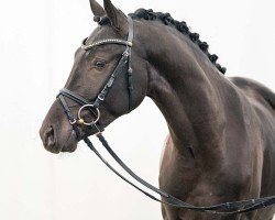 Dressurpferd Golden Eye (Deutsches Reitpony, 2021, von Golden Grey NRW)