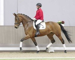 dressage horse Elfi (Hanoverian, 2019, from Emilio)