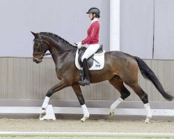 dressage horse Falinar (Westphalian, 2020, from Fashion In Black NRW)