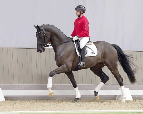 dressage horse Doisneau (Hanoverian, 2020, from Despacito 16)