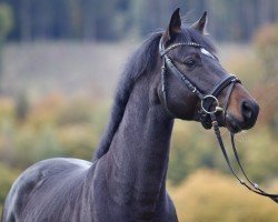 jumper Adel van Schotten (Hanoverian, 2021, from Asagao xx)