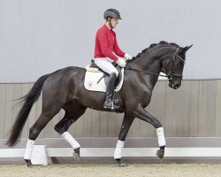 dressage horse Malcolm (Westphalian, 2020, from Maracana)