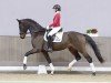 dressage horse Goldschatz 58 (Westphalian, 2019, from Goldberg)