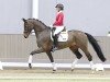 dressage horse Fine Lady 26 (Hanoverian, 2018, from Foundation 2)