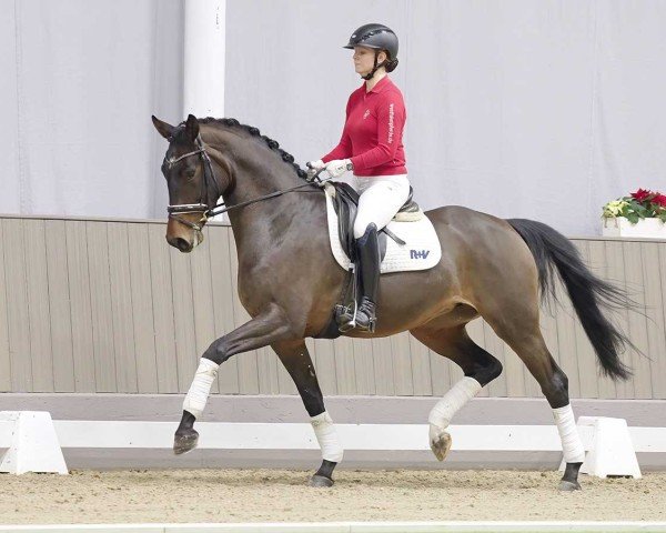 dressage horse Fabienne (Hanoverian, 2020, from Fusionist)