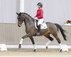 dressage horse Fabienne (Hanoverian, 2020, from Fusionist)