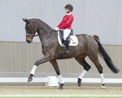 dressage horse Dawson's Creek (Oldenburg, 2019, from Don Nobless)