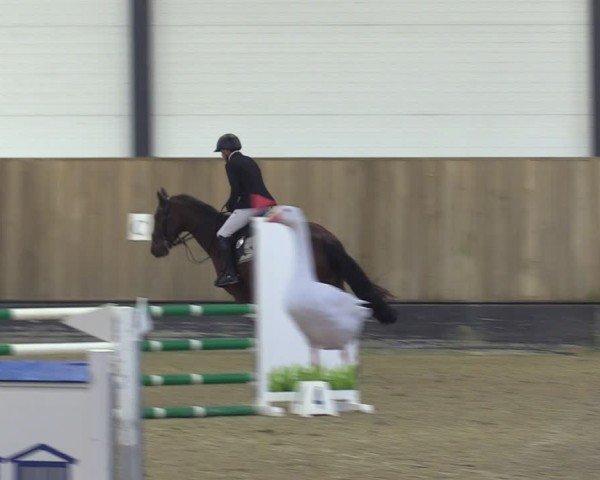 Reitturnier Zwickau 2024