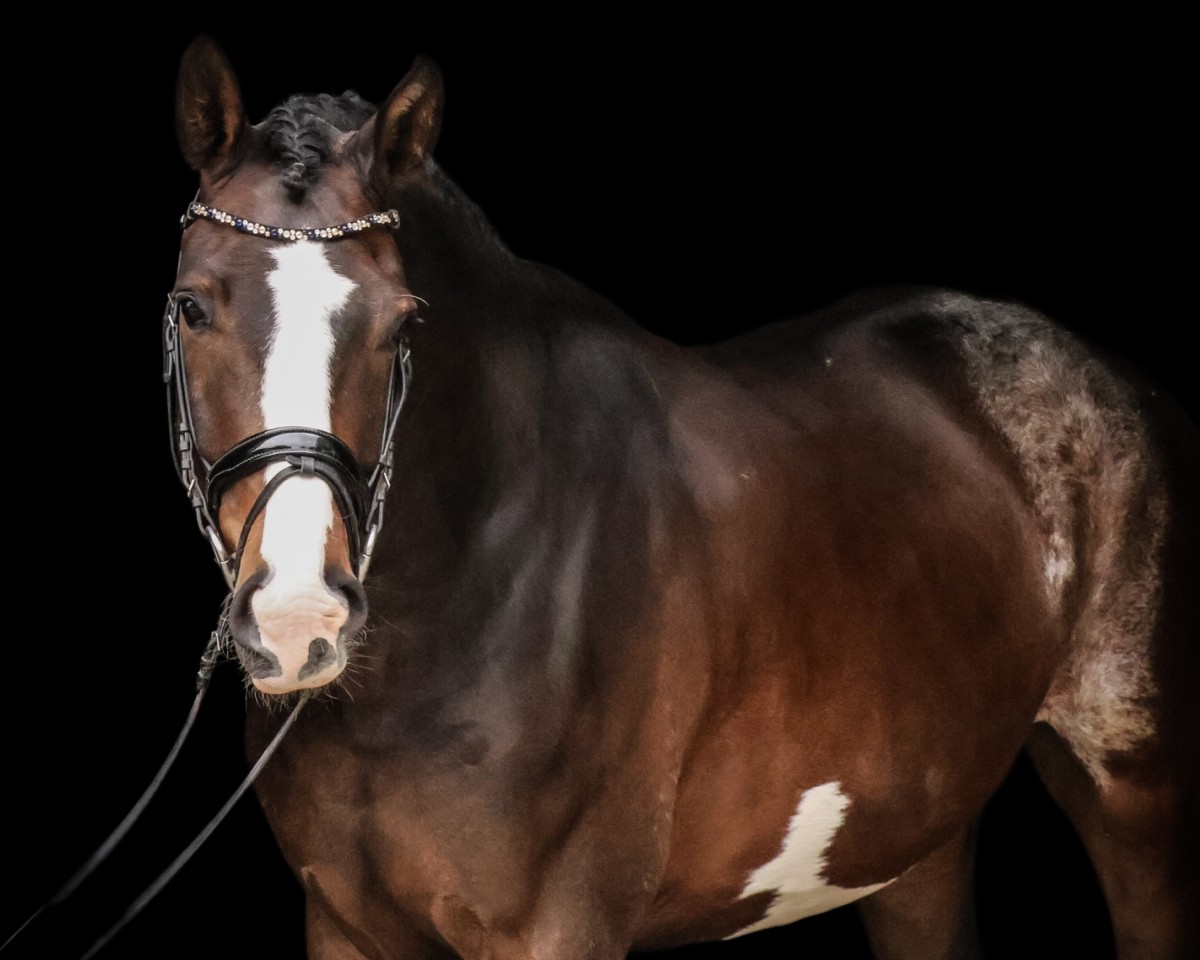 dressage horse Zoom's Unikat (Hanoverian, 2018, from Zoom 8)