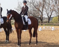 dressage horse Tabari 3 (Trakehner, 2011, from Uckermärker)