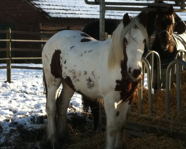 Dressurpferd Finn of Hillmoor (Tinker / Irish Cob / Gypsy Vanner, 2009, von Jonny Jumper)