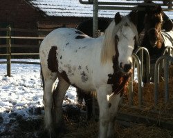 dressage horse Finn of Hillmoor (Tinker / Irish Cob / Gypsy Vanner, 2009, from Jonny Jumper)